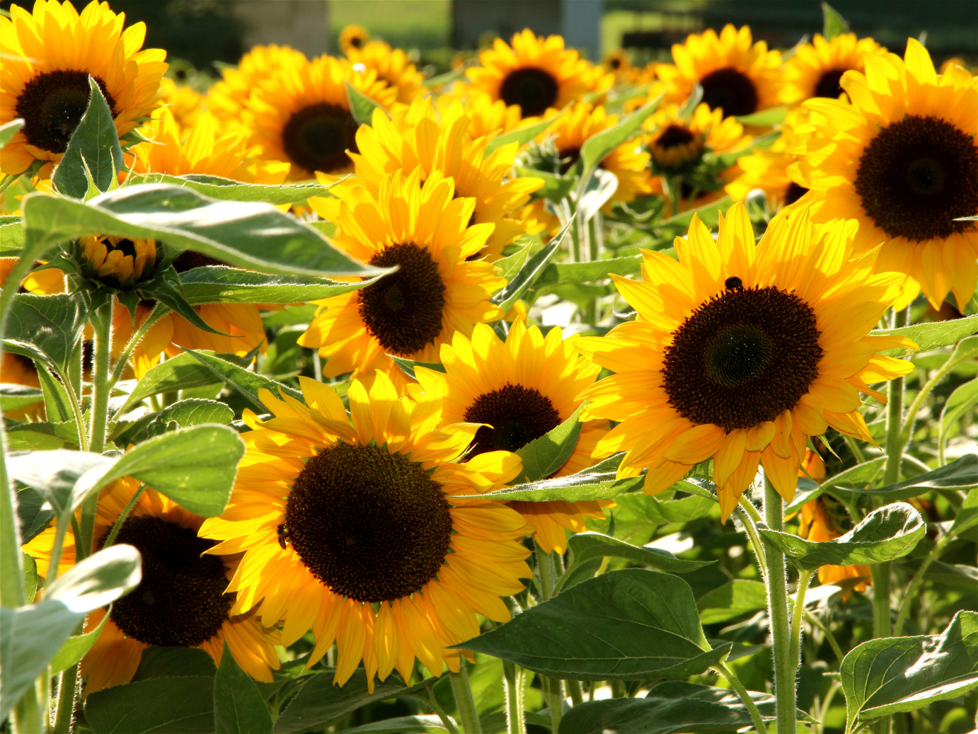 Sonnenblumen – Sunflowers | outdoorpictures