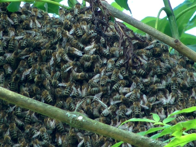 Bienenschwarm 5_Kopie