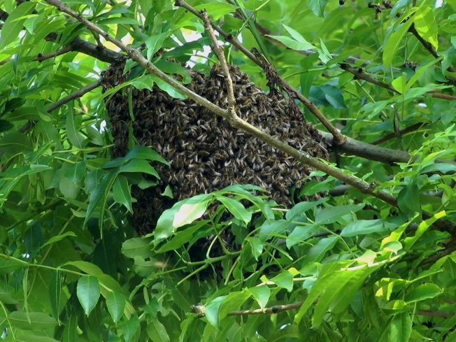 Bienenschwarm 9_Kopie